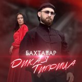 Песня Бахтавар - Дикая тигрица (KalashnikoFF Mix)