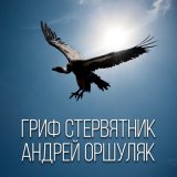 Песня Андрей Оршуляк - Гриф стервятник